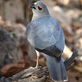 shikra-gir-np-slider-500×500-1