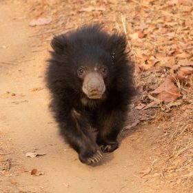 sloth-bear-bandhavgarh-national-park-750×500-1