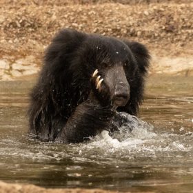 sloth-bear-ranthambhore-national-park-750×500-1