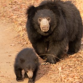 sloth-bear-with-baby-satpura-national-park-750×500-1