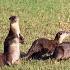 smooth-coated-otters-nagarhole-national-park-750×500-1