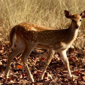 spotted-deer-bandhavgarh-national-park-750×500-1