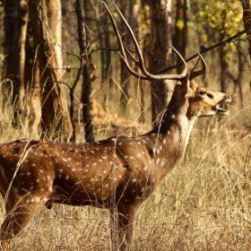 spotted-male-tadoba-national-park-750×500-1