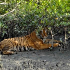 sunder_royal_tiger