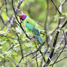 that_parrot