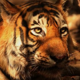 tiger-bandhavgarh-national-park-750×500-1