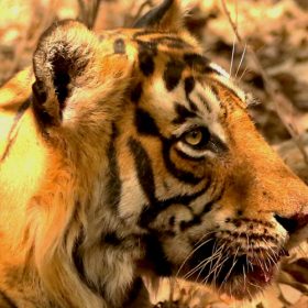 tiger-kaziranga-national-park-750×500-1