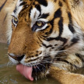 tiger-tadoba-national-park-750×500-1