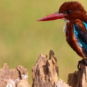 white-throated-kingfisher-nagarhole-national-park-750×500-1